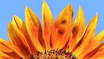 Energie update Gele Zon levenspad 21 augustus - 2 september 2019 - Welke oogst mag jij ontvangen?